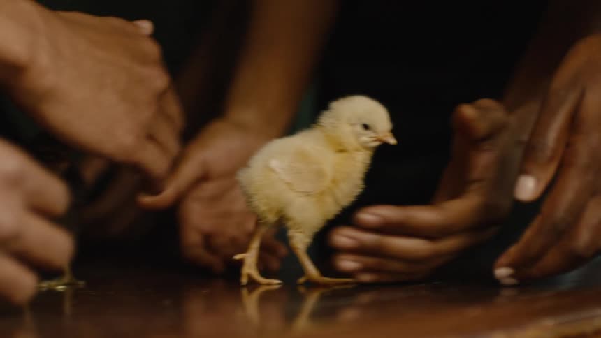 A group of men play with a baby bird as it walks across a table