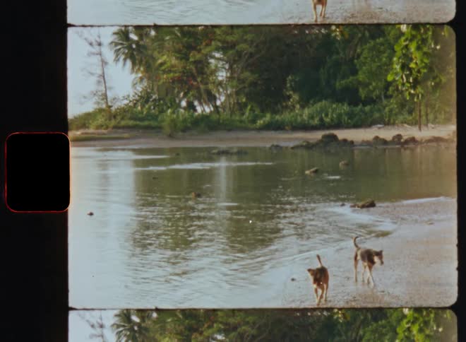 Two dogs walking on the sand next to a river with trees and vegetation on the background