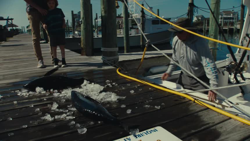 Fisherman standing on his boat throwing fish onto the wooden deck as a man and his son stand by