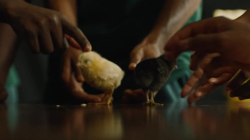 Yellow and black chick walking at the center of a table with three peoples hands pointing at them and gently touching in awe