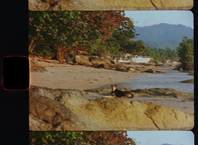 A dog laying on the beach looking up curiously