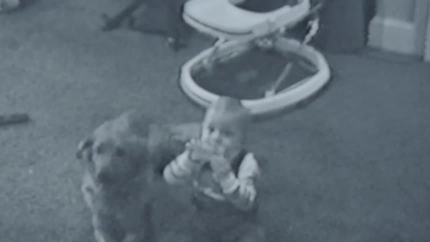 A toddler sitting on the floor next to a dog as the toddler chews on a toy