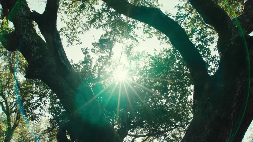 Sunlight is shining down on the forest area