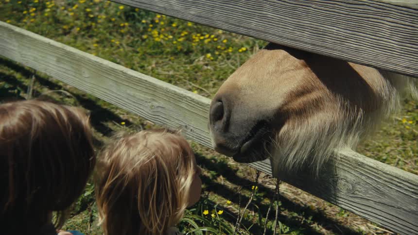 Two kids playfully interacting with a horse through a wooden fence