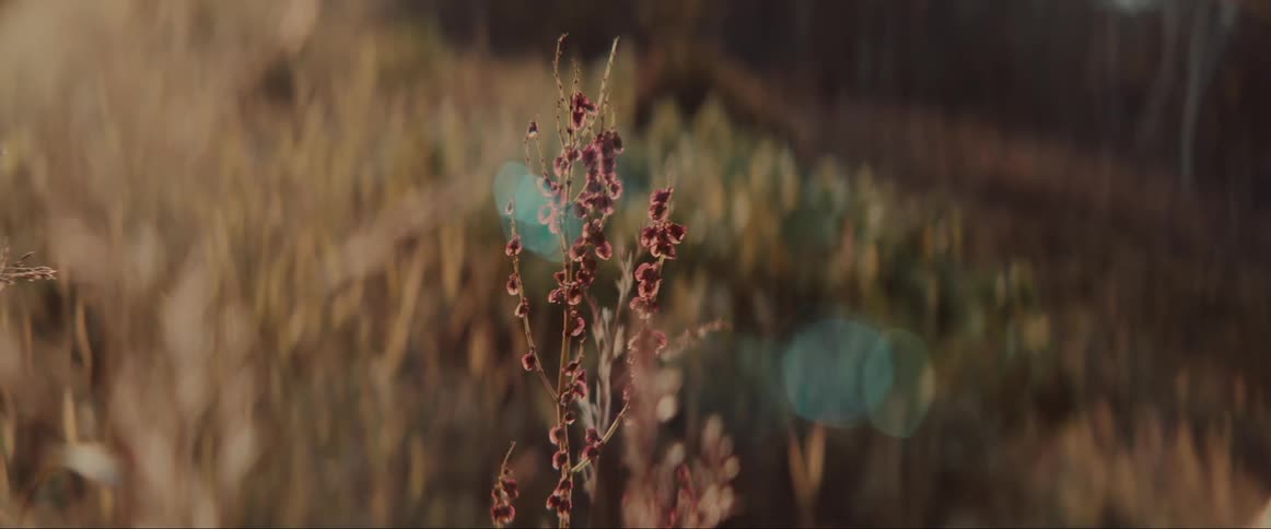 Wild plants in a field of grass with a plant with pink petals on the stem
