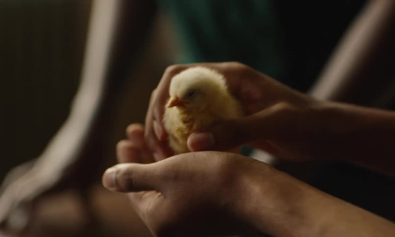 Baby chick being passed around in peoples hands in a room