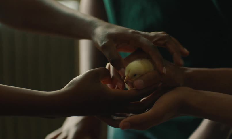 People holding a baby chick passing it to each other and petting it