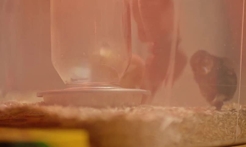 Person reaches into chicks in case with water dispenser