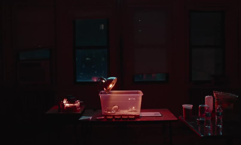 A person walks up to a plastic tub resting on a table that contains baby chicks under a warming light