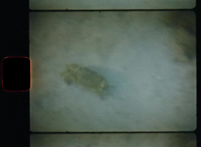 Turtle swims across sandy bottom under transparent water