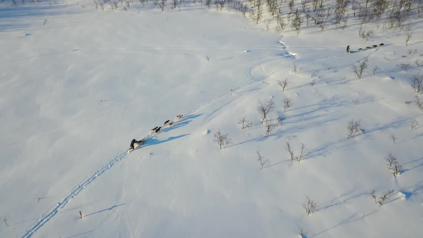 Aerial view of people dog sledding in winter