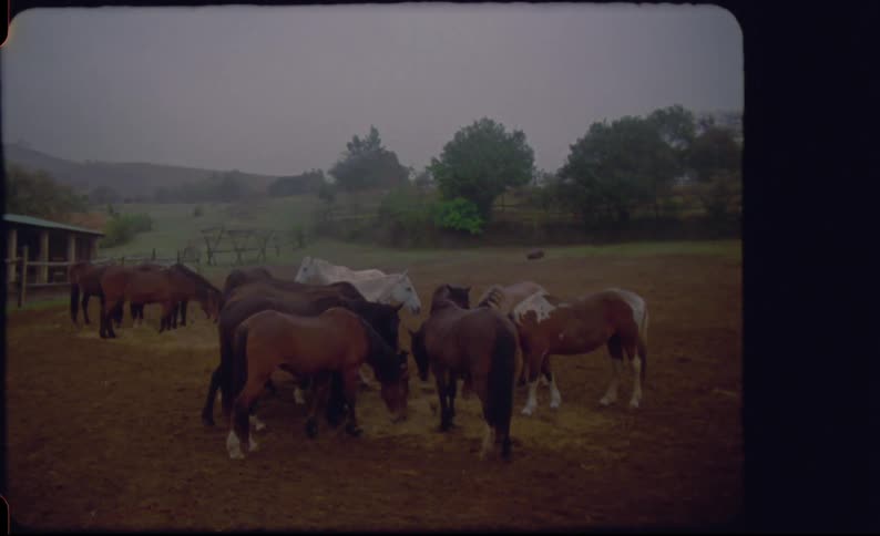 Horses huddled together in a pasture as they eat hay