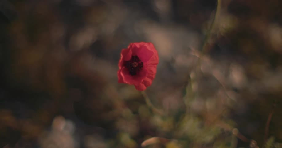 Close up of red opium poppy
