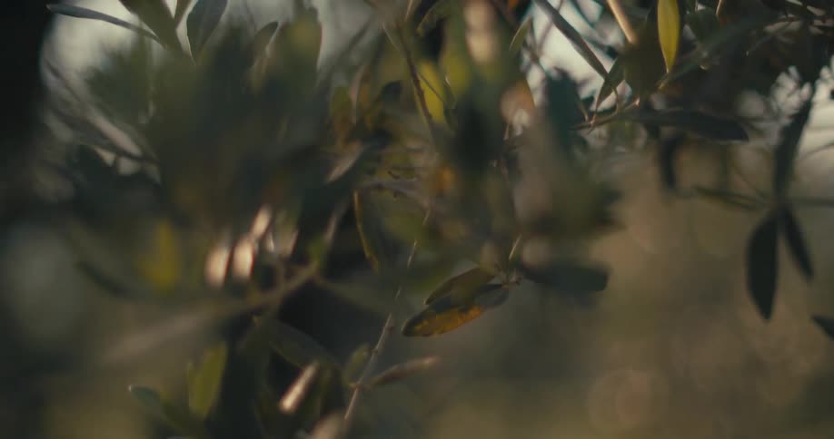 Close up of leaves on a tree with the sun shining in the background