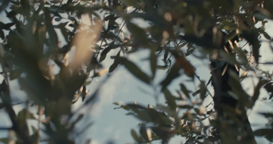 Camera rotates and picks up sunlight passing through tree branches from different angles