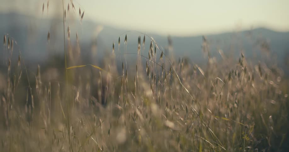 Close up looking through weeds to the mountains in the distance