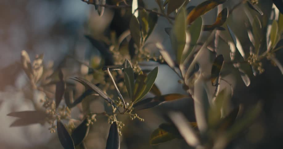 Close up view of leaves on a plant is displayed