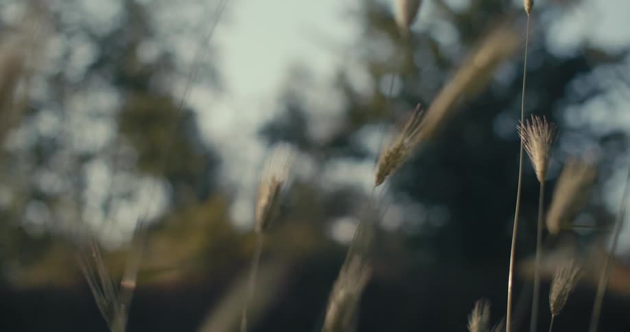 A car is driving through a rural area at dusk