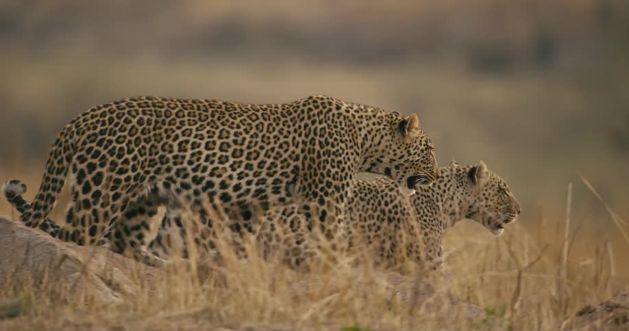 Two leopards walking together along dry grasslands