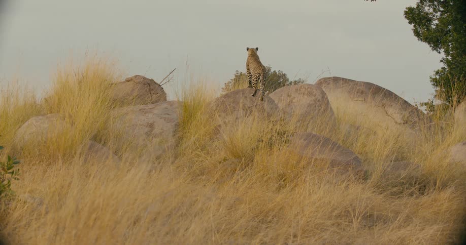 A leopard is crawling on a rock in the jungle