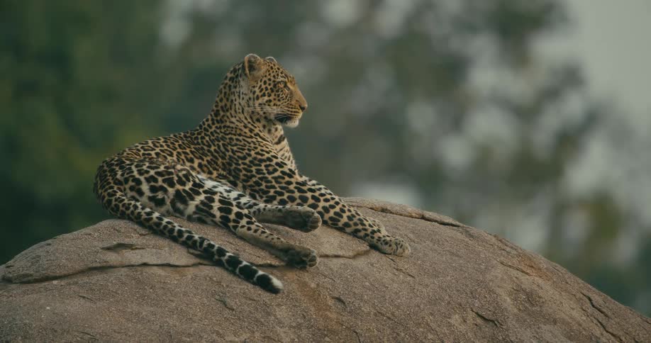 A leopard is resting on a rock in the jungle
