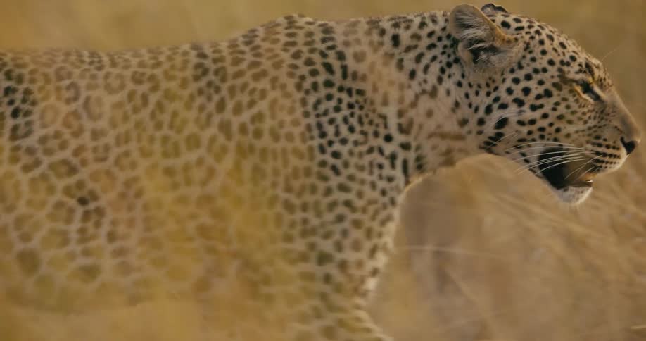 Close up view of a leopard walking in the jungle