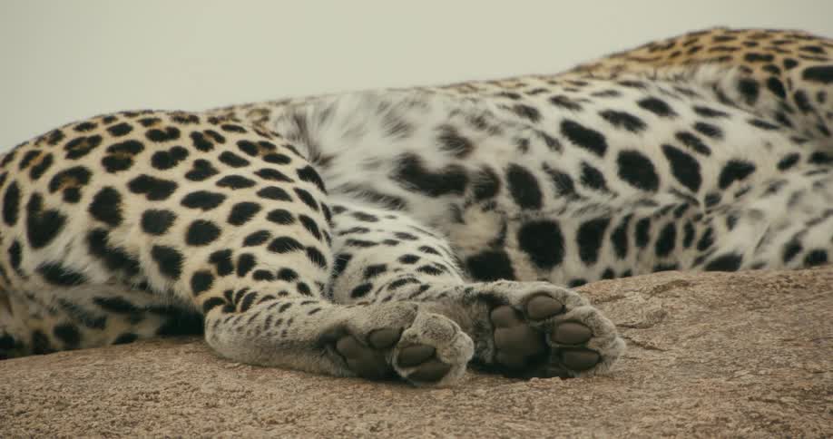 Lying down leopard breathing
