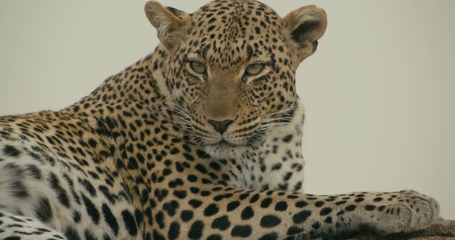 Leopard lying on its side lifts its head and stares