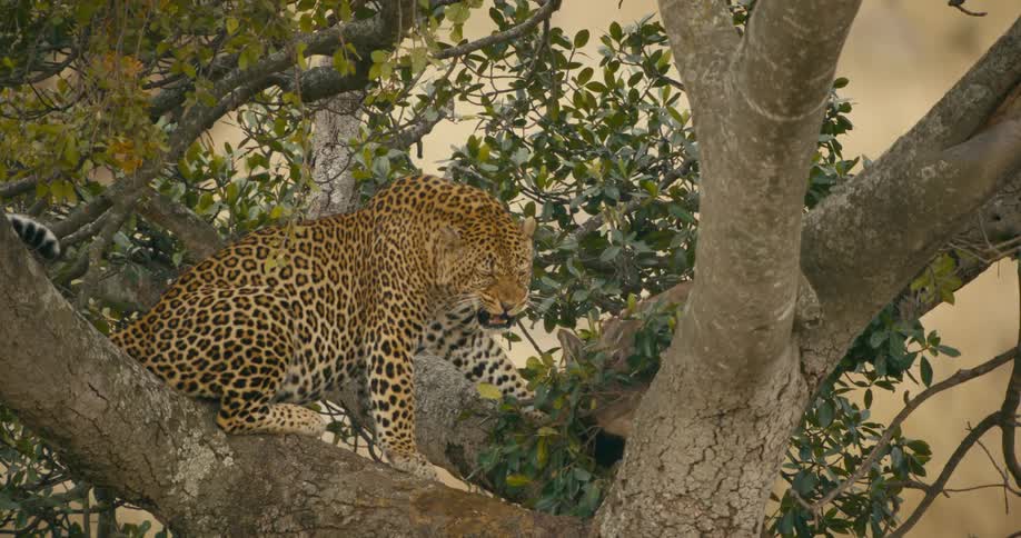 Leopard sits on tree branch growling