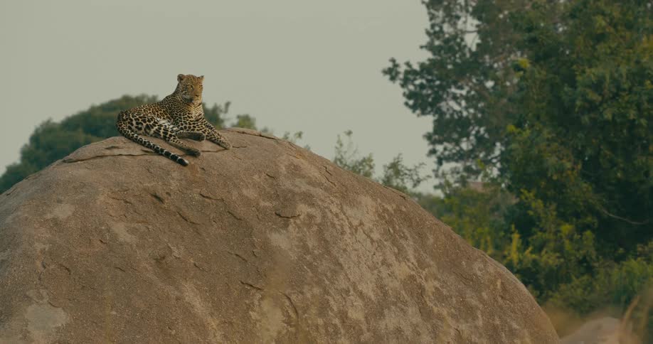 A leopard is sitting on a rock in the jungle