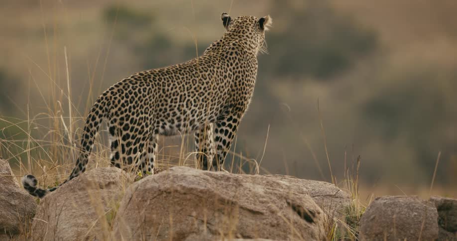 Leopard standing on a brown rock surveying the grasslands