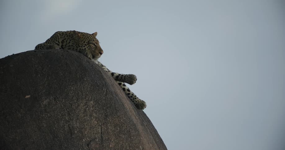 A leopard is lounging on a rock