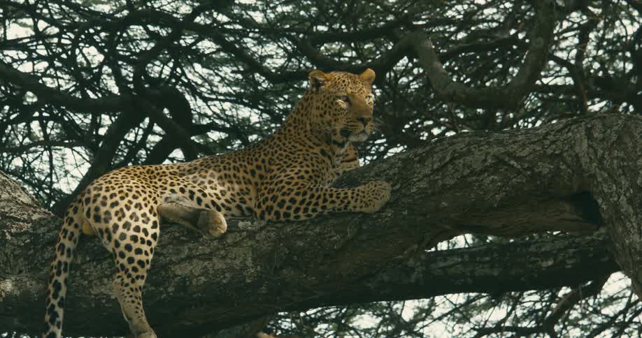 A leopard is sitting in a tree during the daytime
