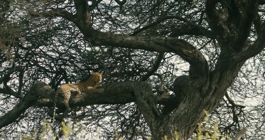 A leopard is sitting on a tree trunk