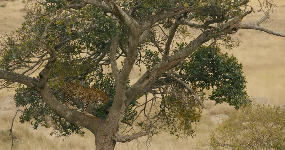 A leopard is crawling in a tree during spring