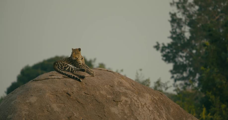 A leopard is resting on a rock in the jungle