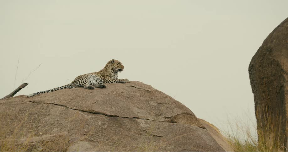 Leopard resting on large boulder yawns and licks its lips