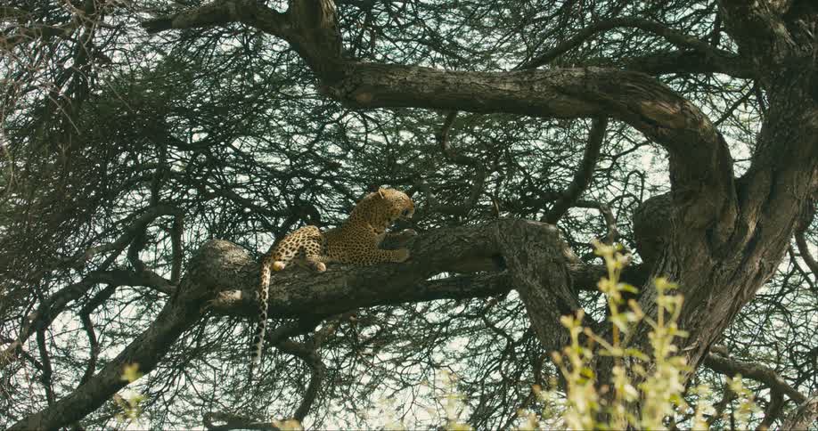 Leopard lounging in tree stands to focus outward