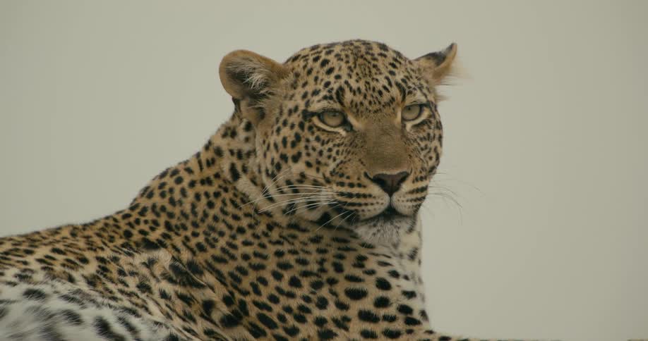 A close up view of a leopard in the wild