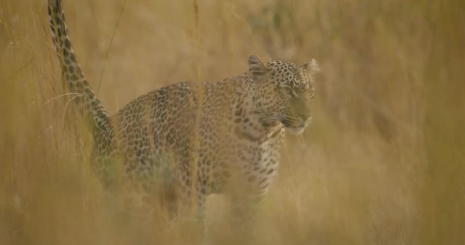 A leopard is crawling in the jungle during the daytime