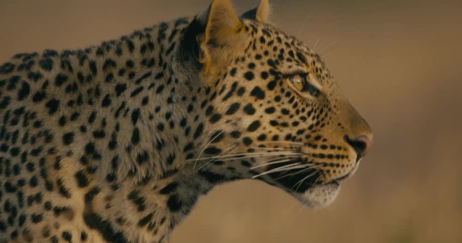 Close up view of a leopard walking in grass lands