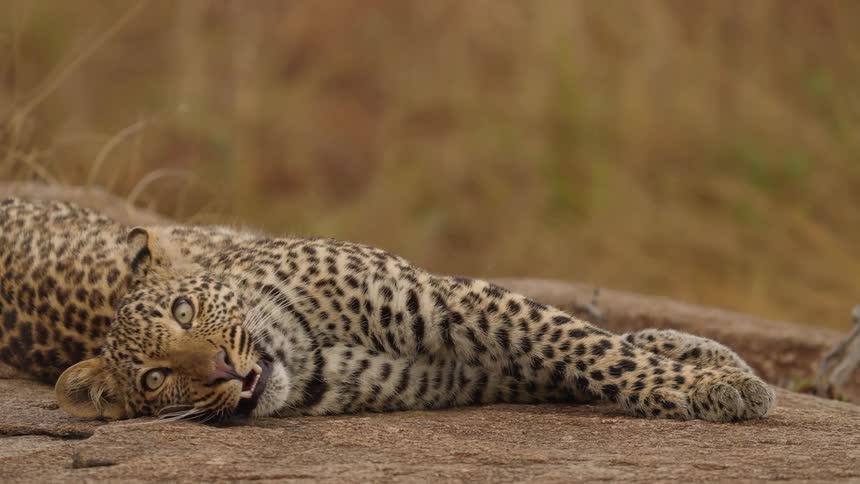 A leopard is sitting in the jungle during the day time