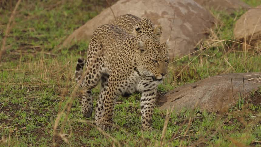 Leopards roaming through a field in the jungle
