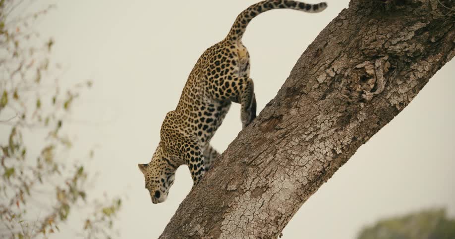 Leopard climbs down tree trunk and onto ground in field