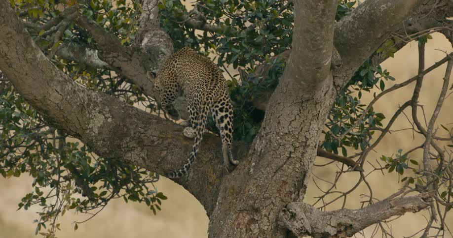 A leopard climbs up a savannah tree in slow motion