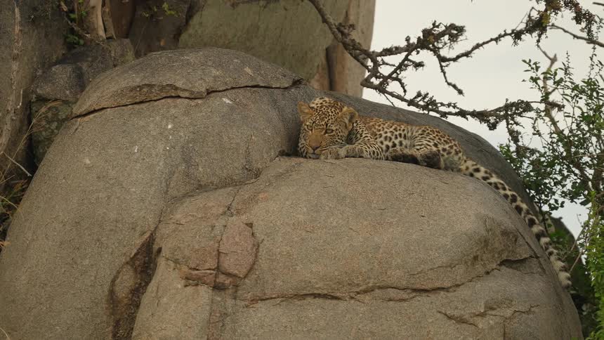 A leopard is resting on a rock in the jungle