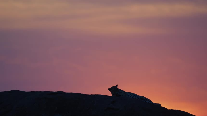 A leopard resting on a kopje at sunset