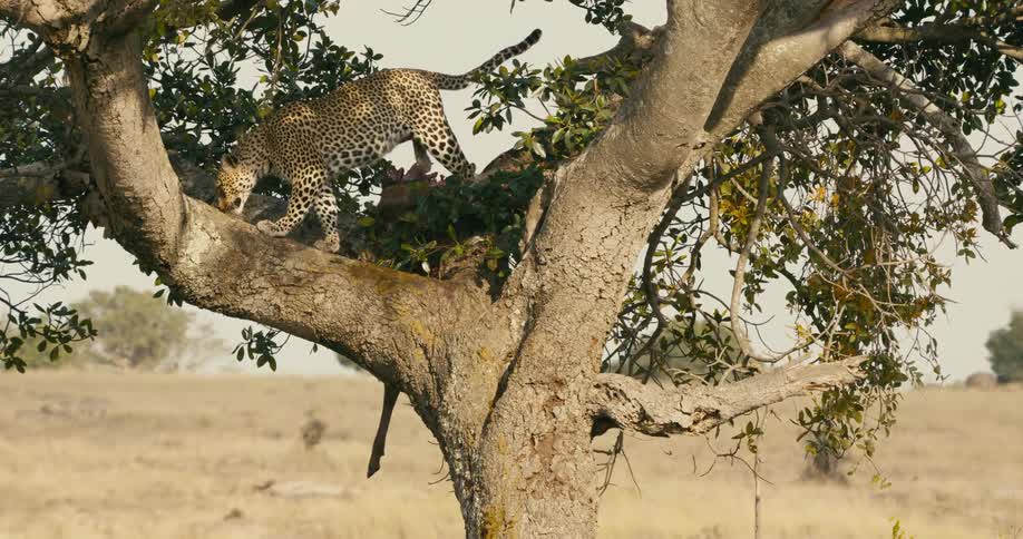 A leopard is climbing on a tree in the jungle