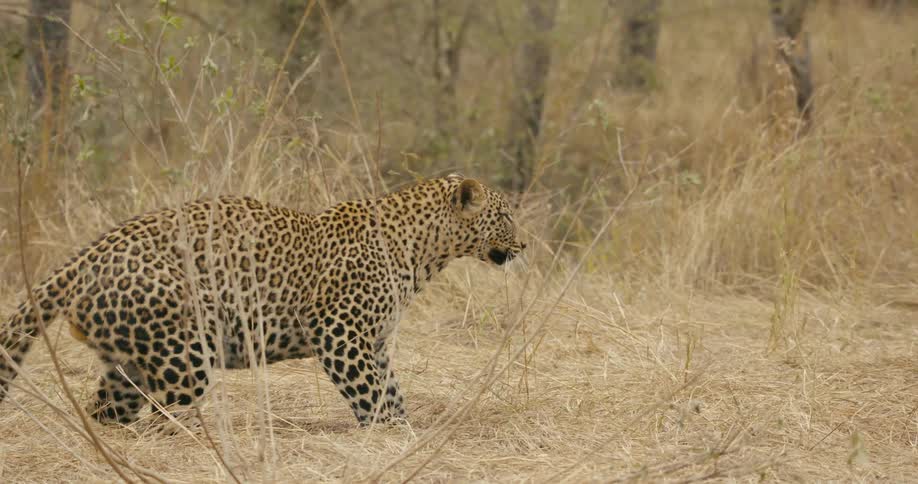 The leopard shakes his head on the field