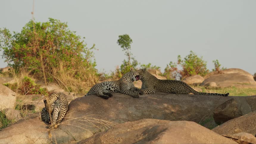 Three leopards laying and sitting on brown rocks two are licking each other and one is licking itself